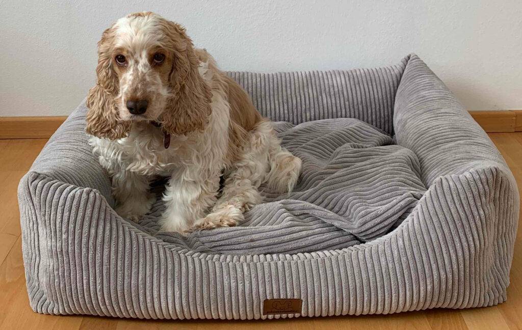 Gesamtansicht eines Hundebetts im Test, in dem sich ein Langhaarspaniel befindet.