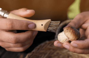 Pilzbürste-Test: Mit einer Pilzbürste mit einem leicht abgerundeten Griff wird ein Pilz gereinigt. 