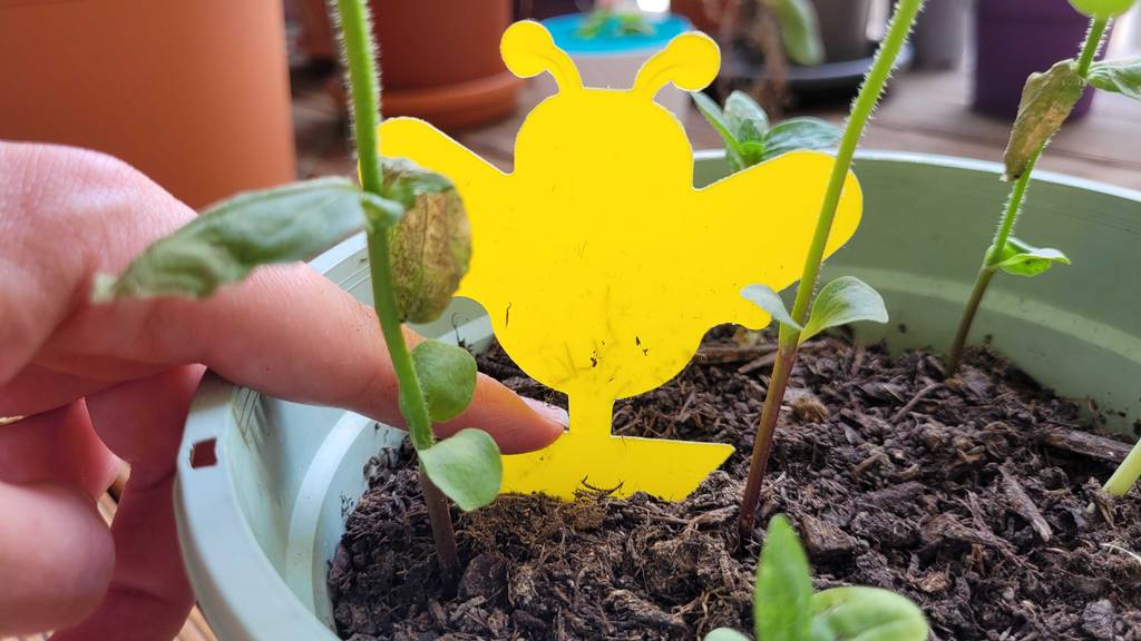 Fliegenfallen im Test: Hand steckt eine gelbe Klebefalle in die Erde von einem Pflanzentopf.