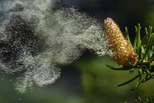 pollenfilter