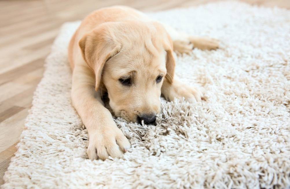 pollenschutzgitter-hund-auf-teppich