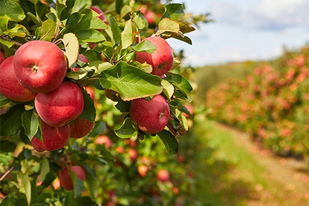 Prisecco im Test: Ein Blick auf zahlreiche Äpfel einer Apfelbaumplantage.