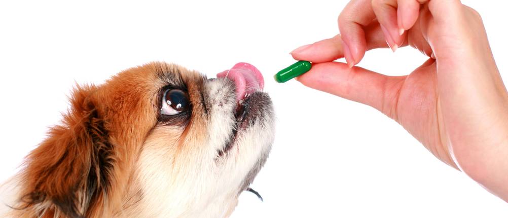 Probiotika-Hund-Test