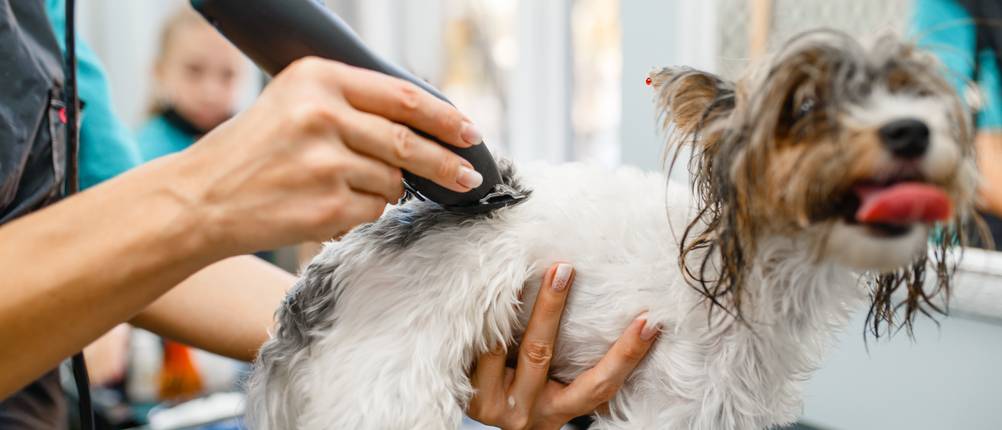 profi-hundeschermaschine-test