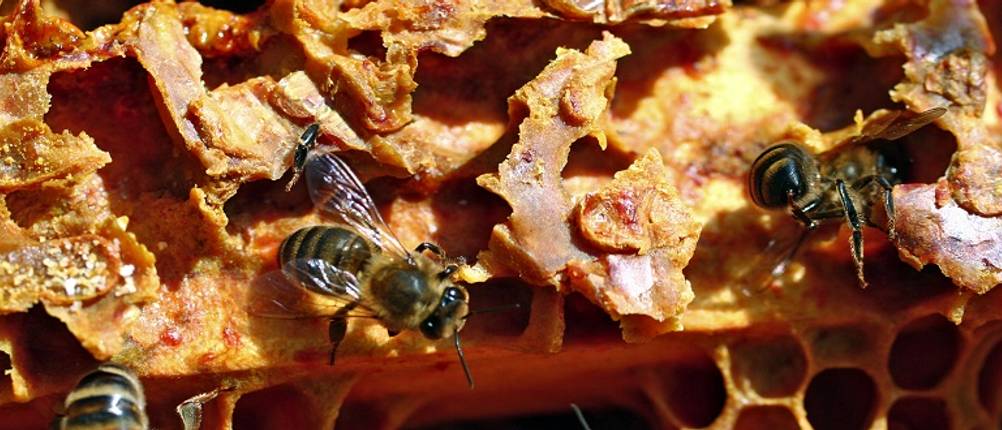 Propolis-Spray im Test: Biene, die in ihrem Stock auf Propolis sitzt
