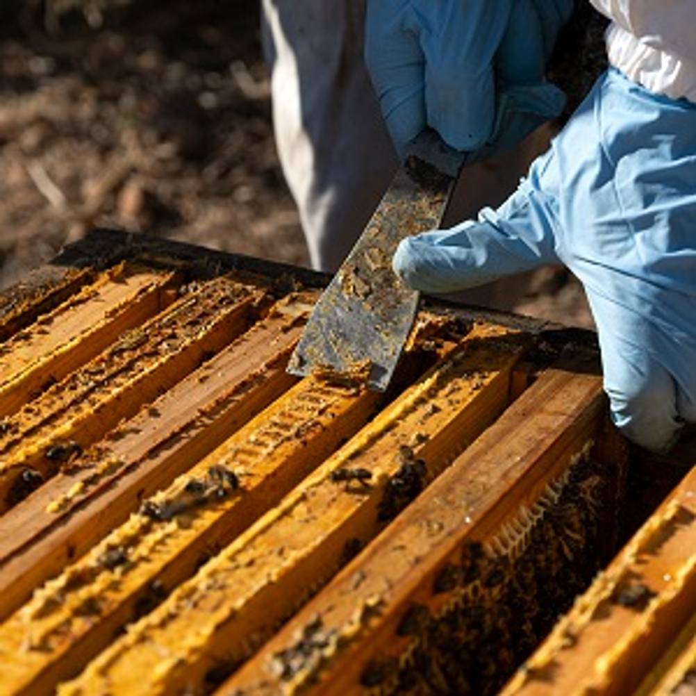 Propolis-Spray getestet: Imker, der Propolis aus Bienenstock entfernt