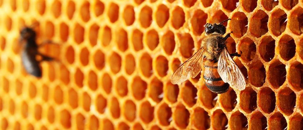 Propolis Test