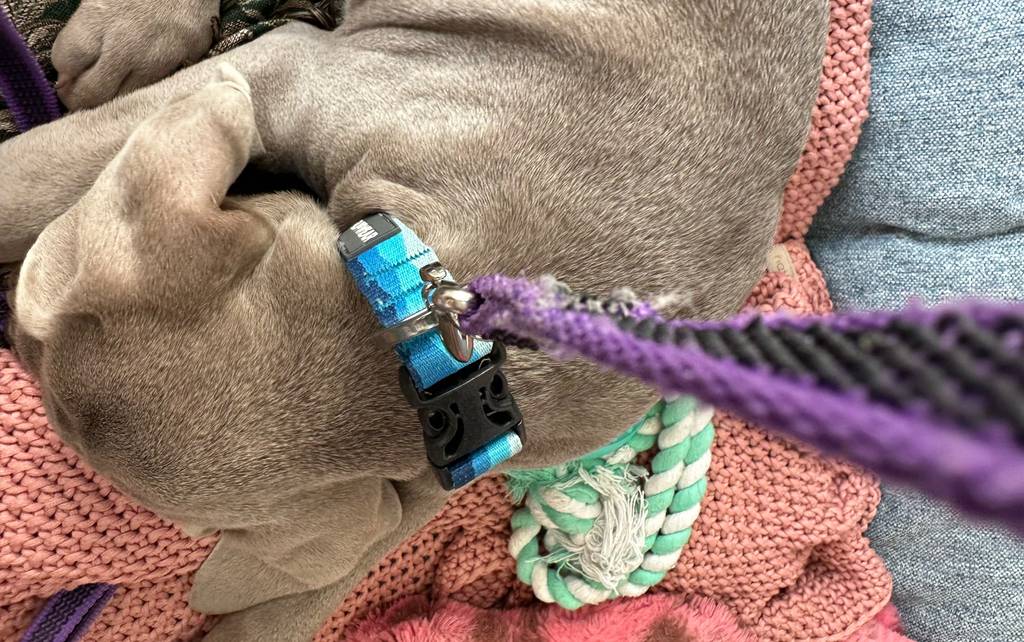 Ein Welpe mit umgelegtem Halsband inklusive getesteter Welpenleine liegt auf bunten Decken.