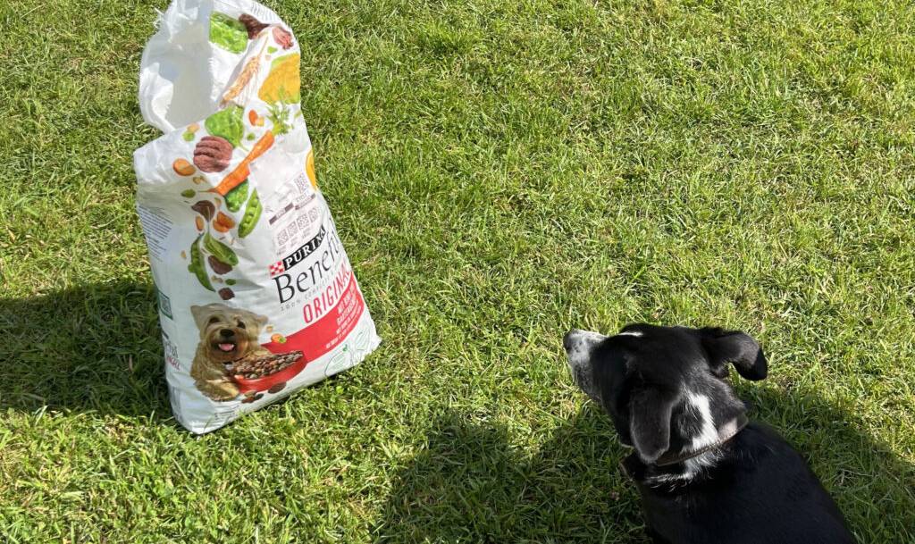 Ein schwarzer Hund liegt auf dem Rasen, neben ihm steht ein Kunststoffsack mit getestetem Hundetrockenfutter von Purina.
