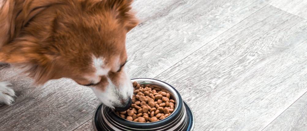 Purina-Hundefutter-Test