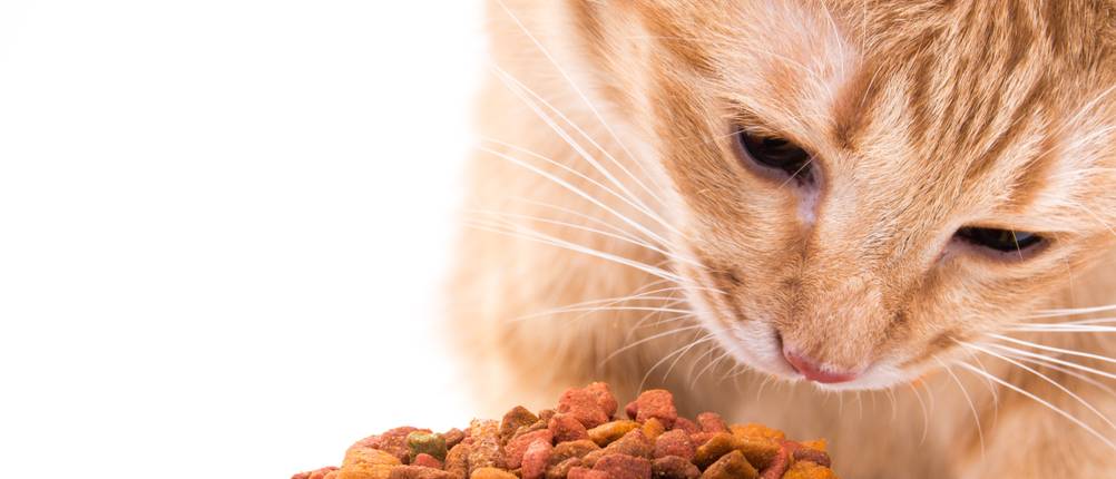 Purina-Trockenfutter Katze Test