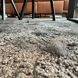 Einzelne Tierhaare auf einem Teppich