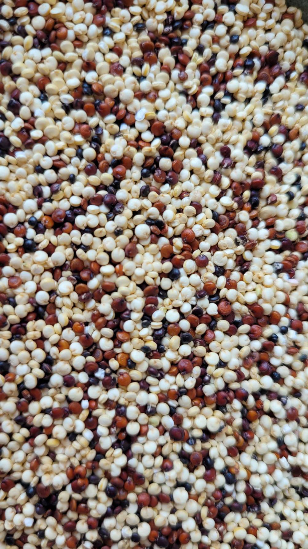 Nahaufnahme der Quinoa-Körner im Test.