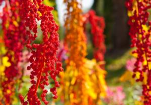 quinoa anbau