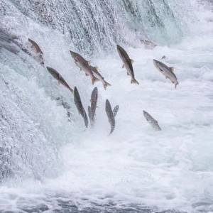 raeucherlachs-wildlachs