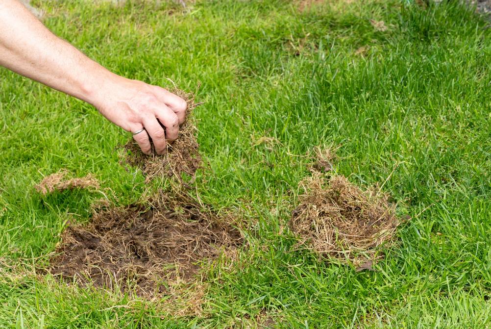 Rasenrakel im Test: Eine Hand reißt trockenes Gras aus einer Rasenfläche