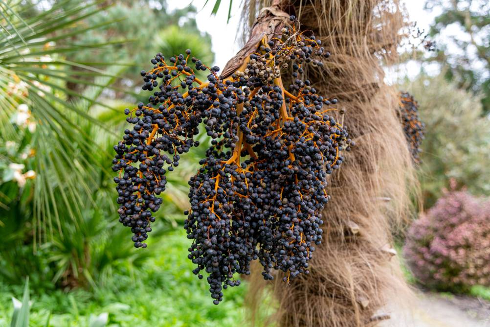 Reben von reifen Acai-Beeren hängen an einem Baum in einer Plantage