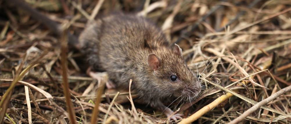 Ratten fangen und freilassen