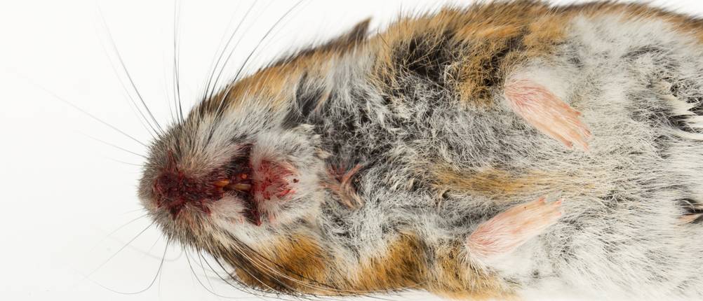 Ratten töten