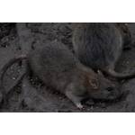 Zwei Ratten laufen im Dreck herum.