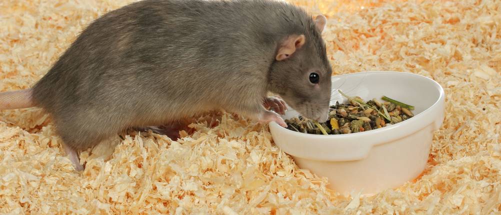Rattenfutter Test