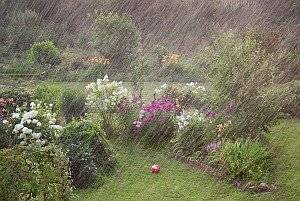 Garten von Regen durchnässt
