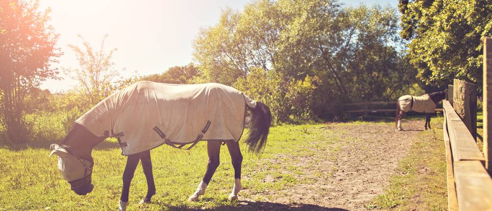 regendecke-pferd-testsieger