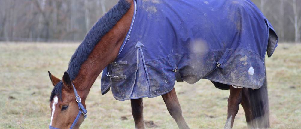 regendecke-pferd-vergleich