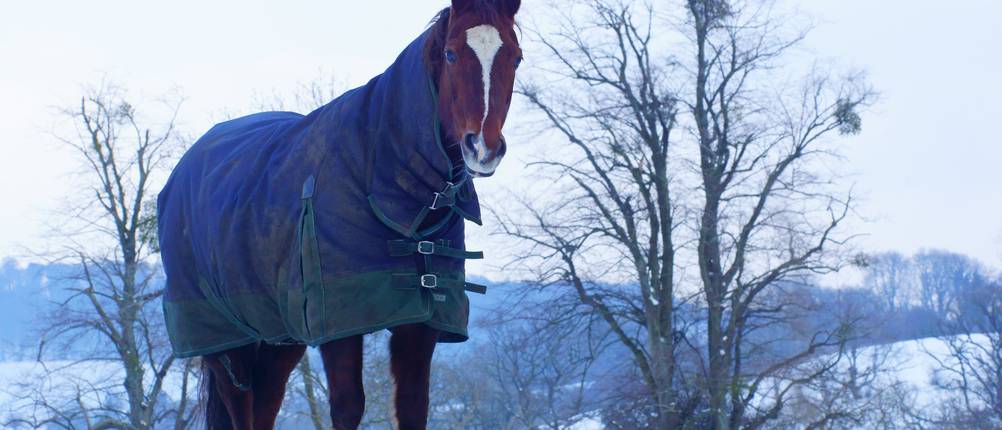 regendecke-pferd-test
