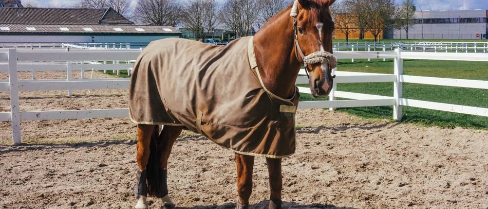 regendecke-pferd-test