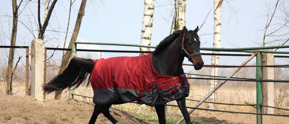 regendecke-pferd-test