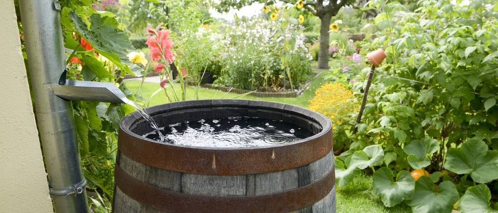 Gefüllte Regentonne an einer Wasserrinne