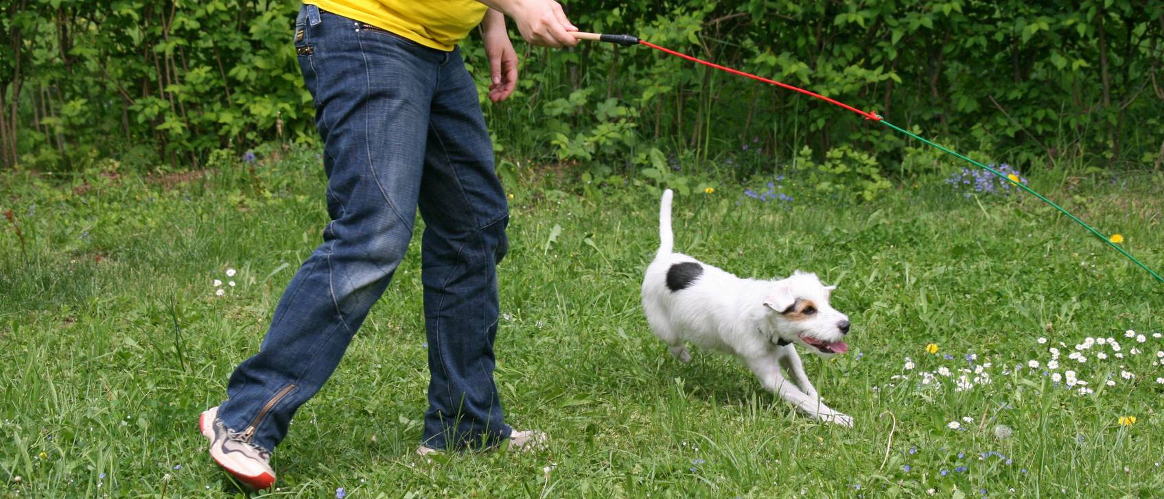 Reizangel (Hund) Test & Vergleich » Top 13 im Januar 2024