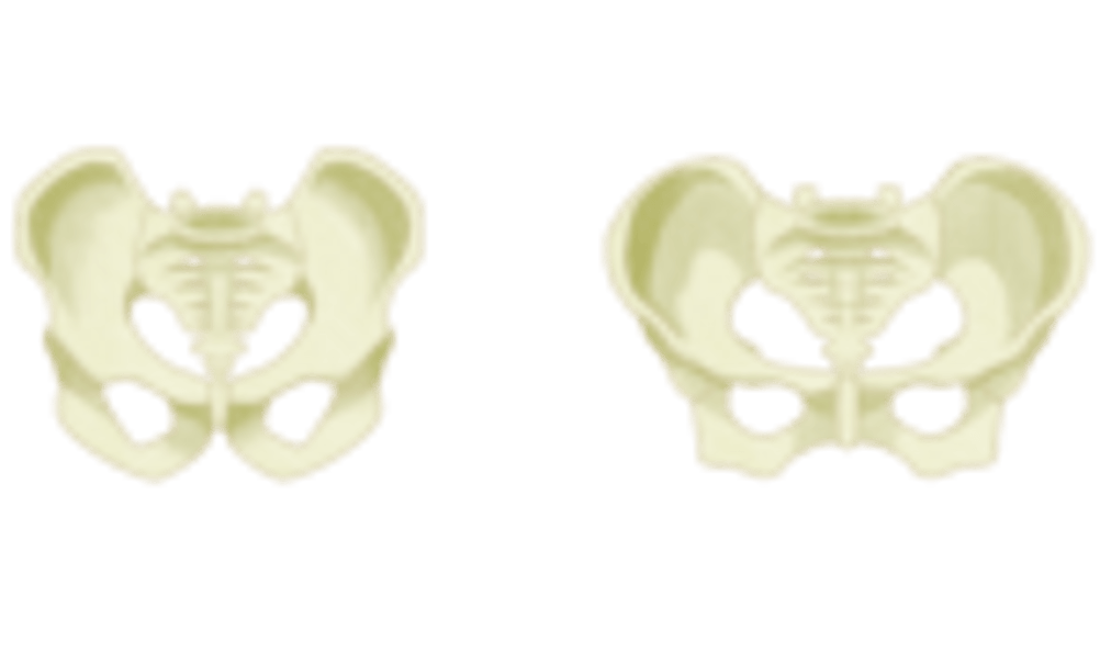 Schematische Ansicht der Sitzknochen von Mann und Frau.