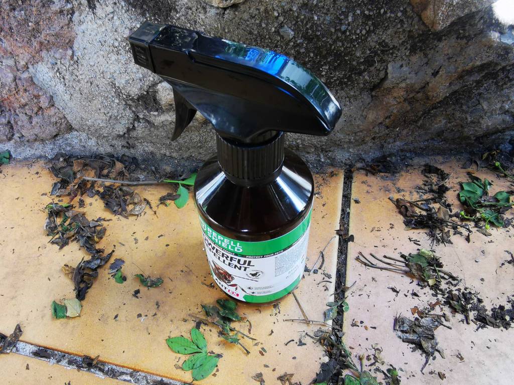 Ameisenspray getestet: Blick von oben auf eine Flasche mit aufgesetzter Spritzdüse.