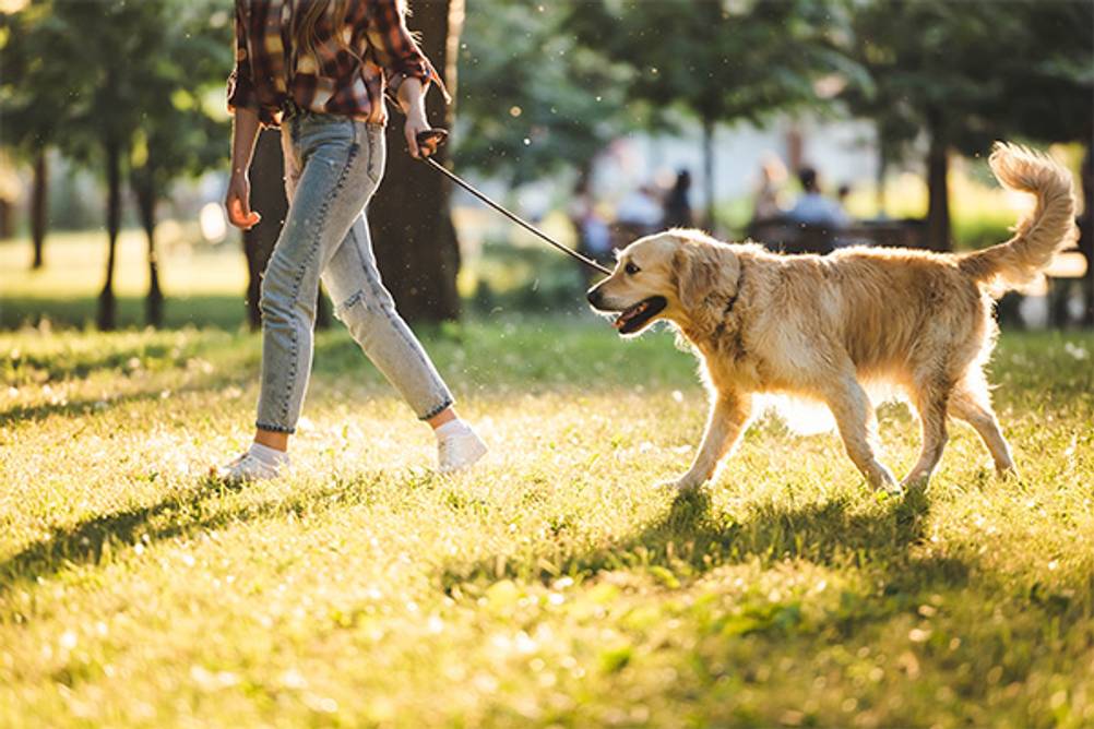 Retrieverleine im Test: Eine Frau die mit ihrem Golden Retriever Gassi geht.
