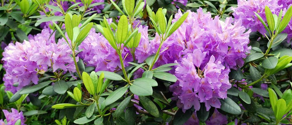 Rhododendron-Dünger Test