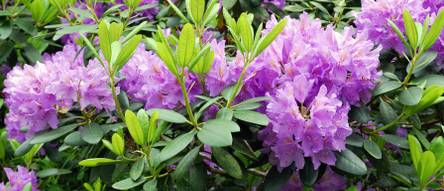 Rhododendron-Dnger: Top 10 Test & Vergleich