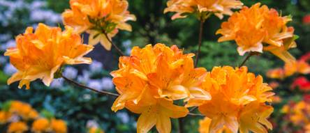 Rhododendron (orange) Test & Vergleich: Top 10