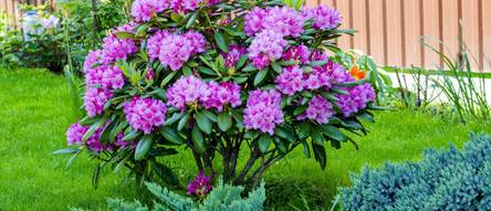 Rhododendronerde Test & Vergleich  Top 11 im Juni 2026