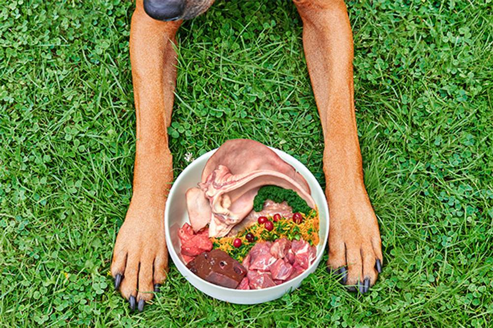 Rinderlunge-Test: Hier ist ein Hund auf einer Wiese zu sehen, vor ihm ein Napf mit rohem Fleisch.