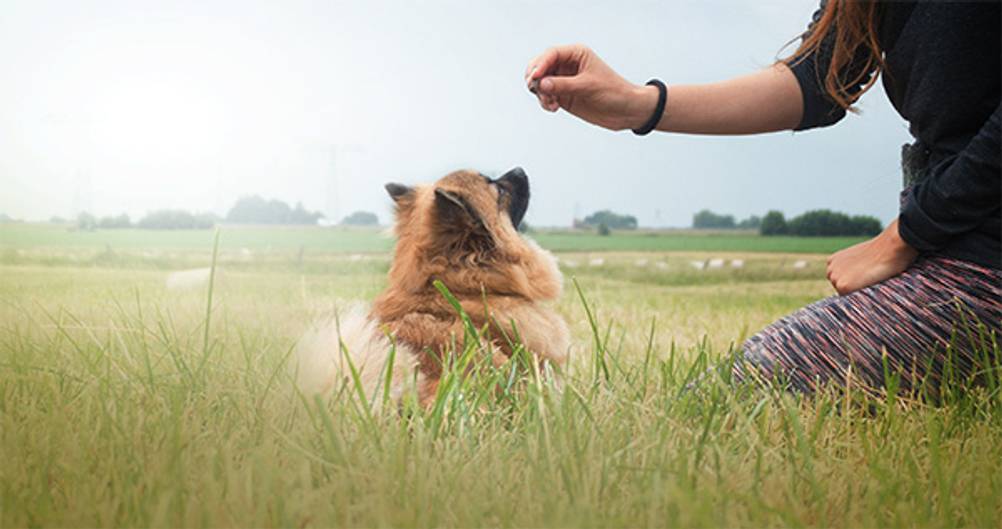 Rinderlunge im Test: Hier sehen Sie einen Hund mit seinem Frauchen auf einer Wiese, wie er ein Leckerli bekommt.