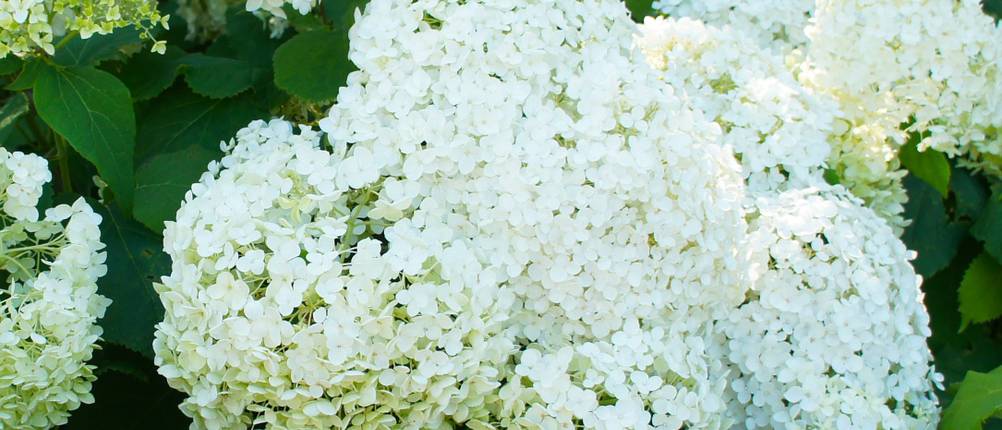 Rispenhortensie Test