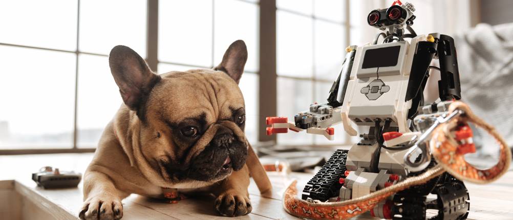 Roboterhund Test