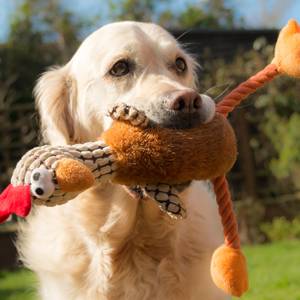 robustes hundespielzeug
