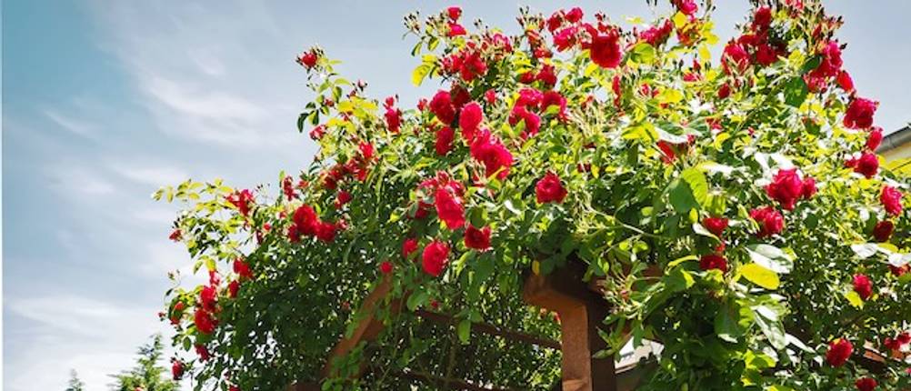 Rosenbogen aus Holz im Test: Ein üppig mit Rosen bewachsener Rosenbogen aus Holz in Nahaufnahme.