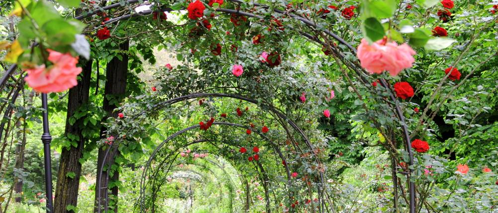Blick durch mehrere Rosenbögen in einem Garten