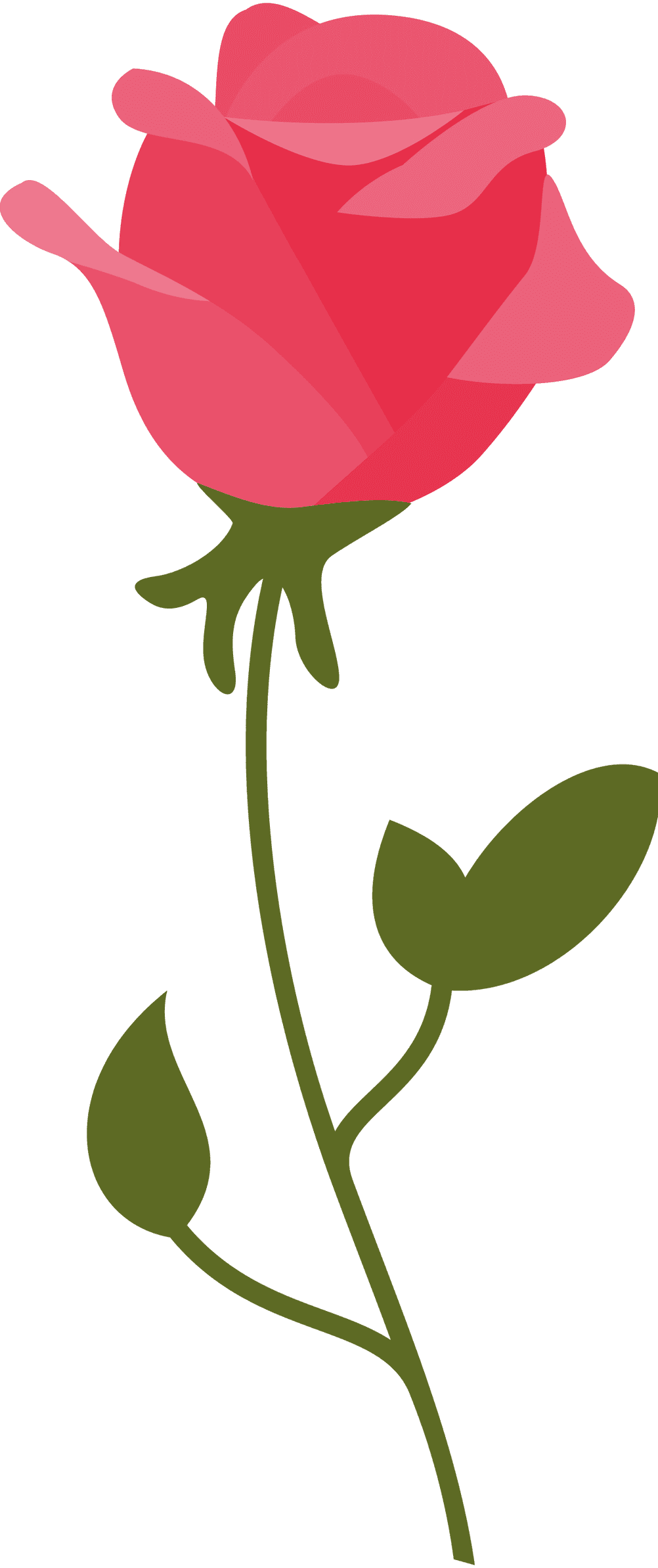 rosendünger rosa rose