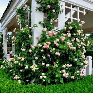 rosendünger rose klettern