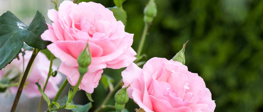rosendünger rose